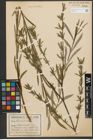 Foto von Salix purpurea L.